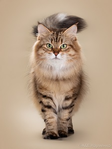 Питомники москвы кошек породы сибирская