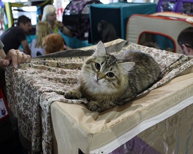 Выставка кошки сибирские порода