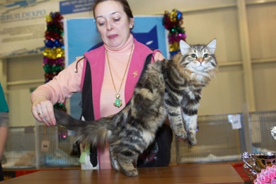Выставка кошки сибирские порода thumbnail
