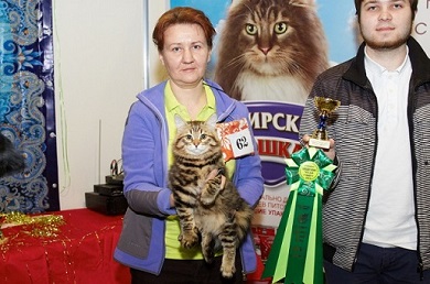 Сибирская порода кошек клуб