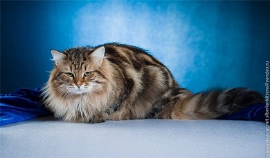 Питомники москвы кошек породы сибирская
