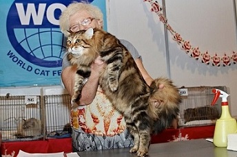 Клуб кошка сибирской породы
