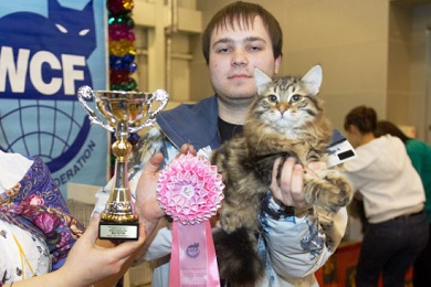 Выставка кошки сибирские порода