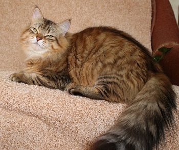 Питомник сибирских пород кошек в москве
