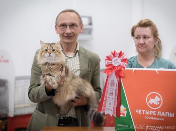 Сибирская порода кошек клуб