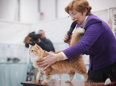 Питомник сибирских пород кошек в москве