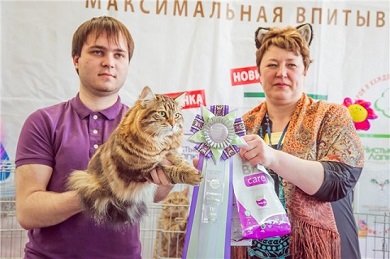 Клуб кошка сибирской породы